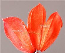  Calyx (2-Lipped)